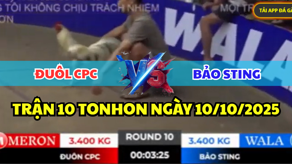 trận 10 tonhon ngày 10/10/2025 hôm nay giữa bảo sting vs đuôl cpc