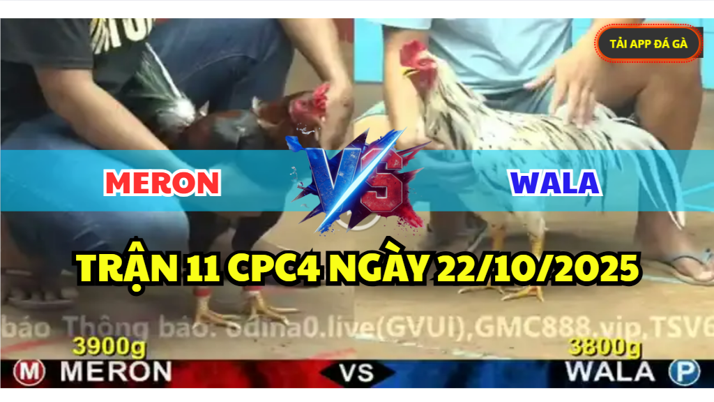 trận 11 cpc4 ngày 22/10/2025 hôm nay