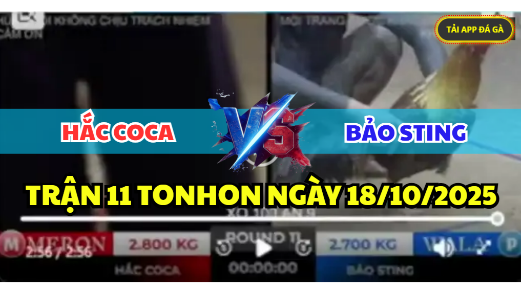 trận 11 tonhon ngày 18/10/2025 hôm nay giữa anh hắc coca vs bảo sting