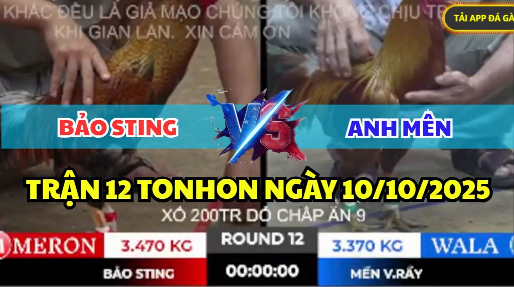 trận 12 tonhon ngày 10/10/2025 hôm nay giữa bảo sting vs anh mền vàng rầy