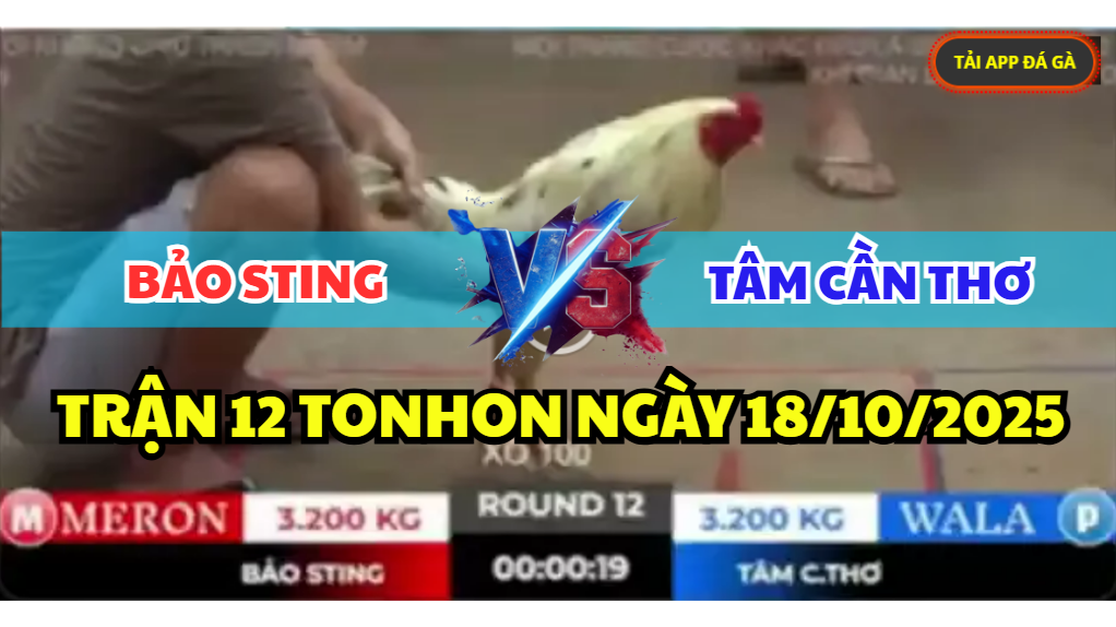 trận 12 tonhon ngày 18/10/2025 hôm nay giữa bảo sting vs anh tâm cần thơ