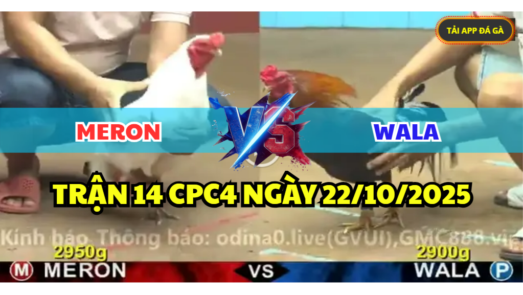 trận 14 cpc4 ngày 22/10/2025 hôm nay