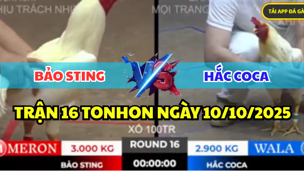 trận 16 tonhon ngày 10/10/2025 hôm nay giữa bảo sting vs hắc coca