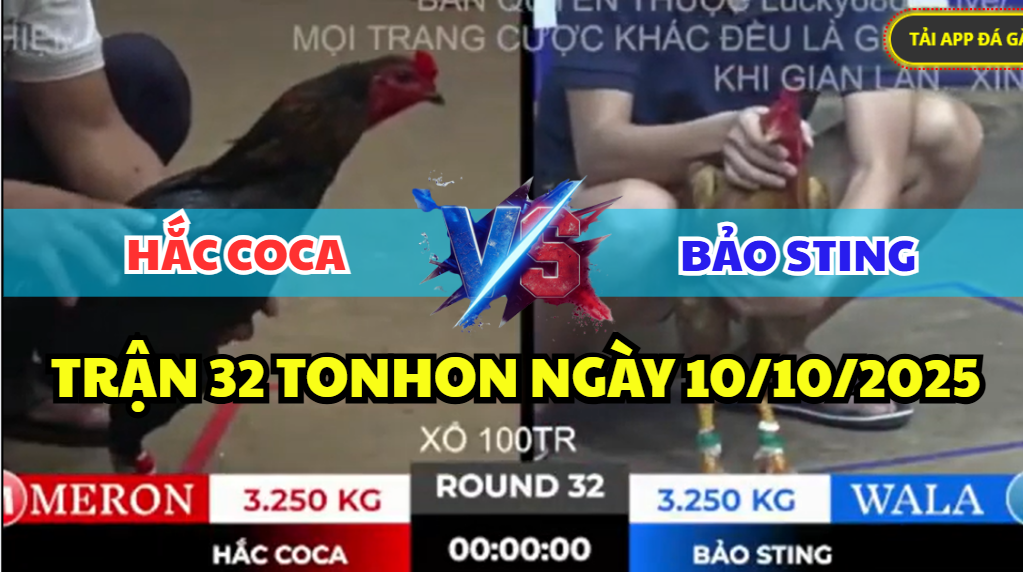 trận 32 tonhon ngày 10/10/2025 hôm nay giữa bảo sting vs hắc coca