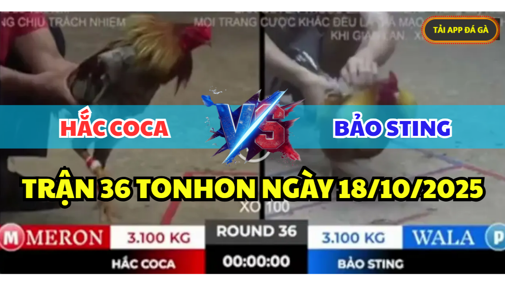 trận 36 tonhon ngày 18/10/2025 hôm nay giữa bảo sting vs hắc coca