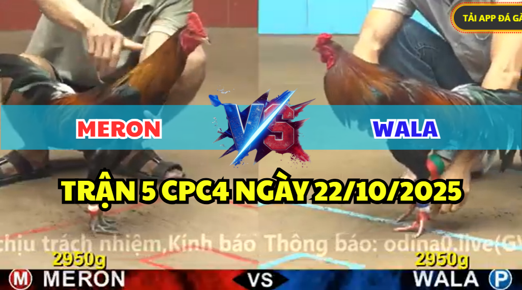 trận 5 cpc4 ngày 22/10/2025 hôm nay