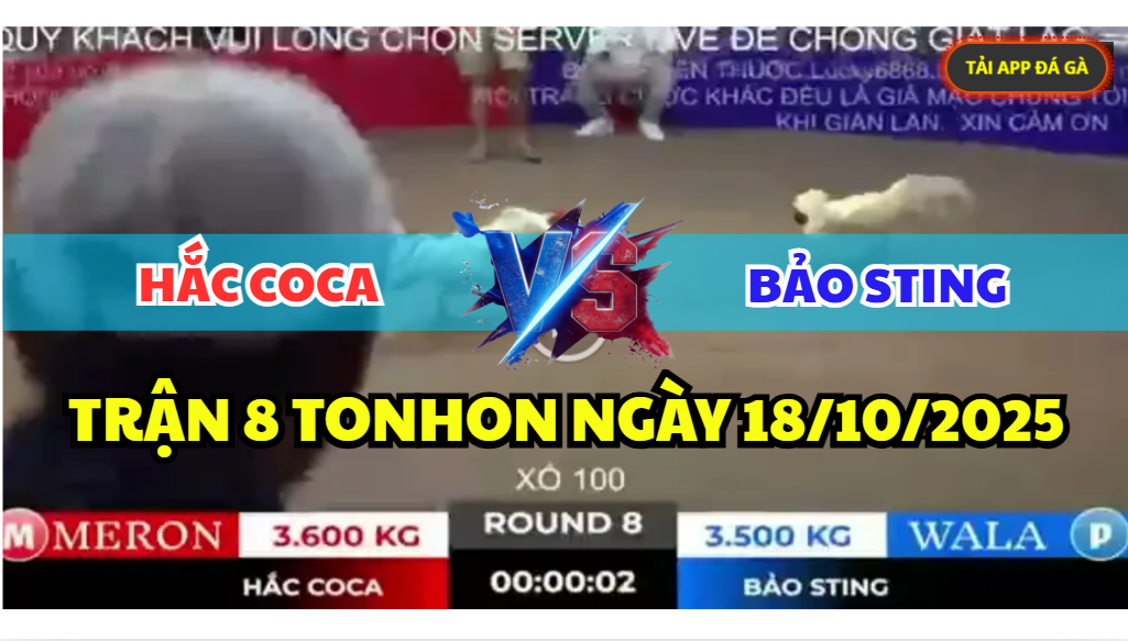trận 8 tonhon ngày 18/10/2025 hôm nay giữa bảo sting vs hắc coca