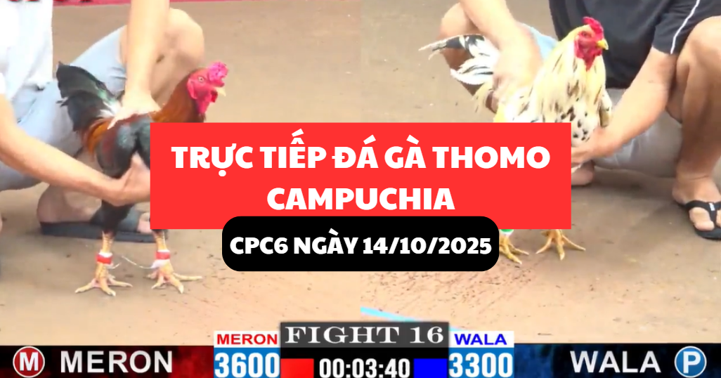 trực tiếp đá gà thomo tại cpc6 ngày 14/10/2025 hôm nay
