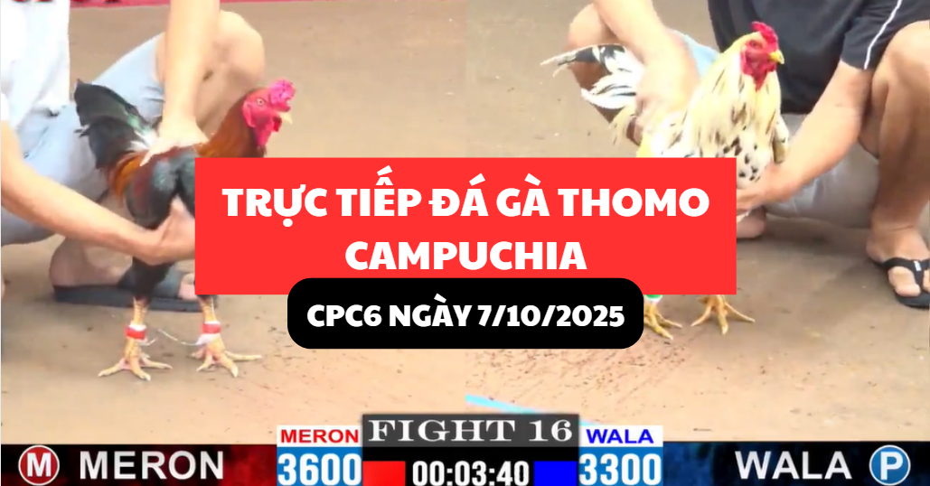 trực tiếp đá gà thomo tại cpc6 ngày 7/10/2025 hôm nay