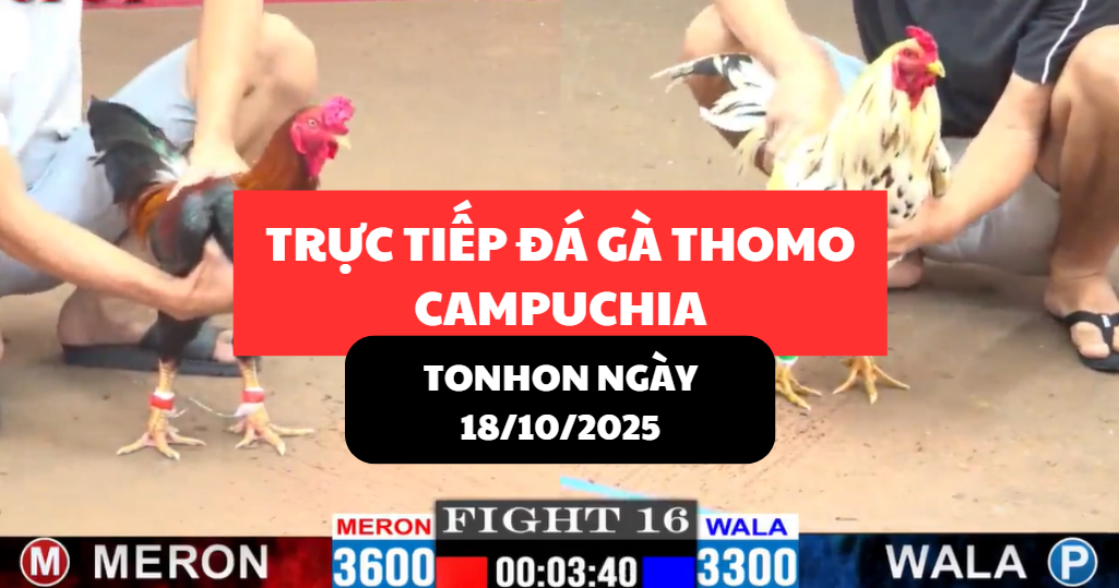 trực tiếp đá gà thomo tại tonhon ngày 18/10/2025 hôm nay