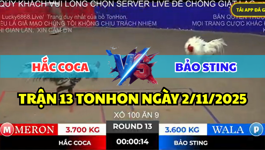 trận 13 bồ gà tonhon ngày 2/11/2025 hôm nay
