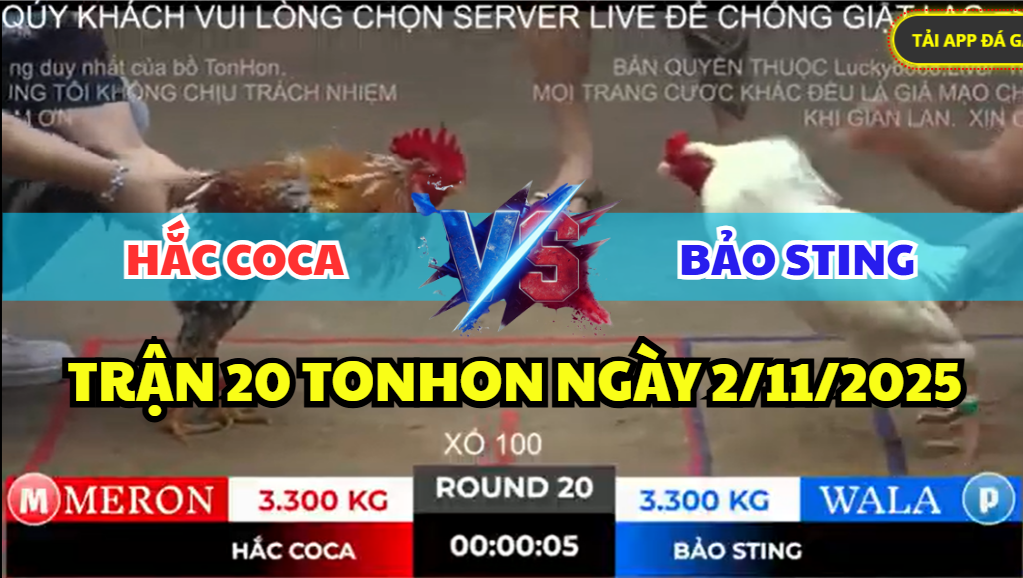 trận 20 bồ gà tonhon ngày 2/11/2025 hôm nay