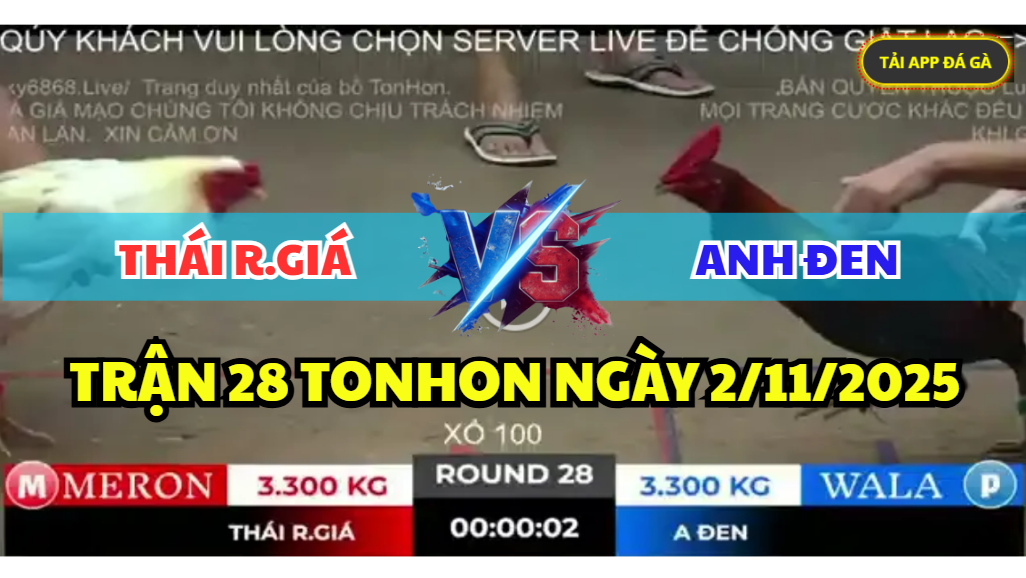 trận 28 bồ gà tonhon ngày 2/11/2025 hôm nay