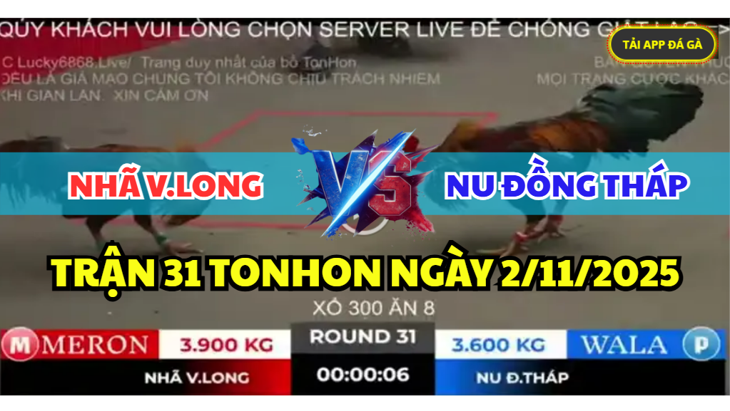 trận 31 bồ gà tonhon ngày 2/11/2025 hôm nay