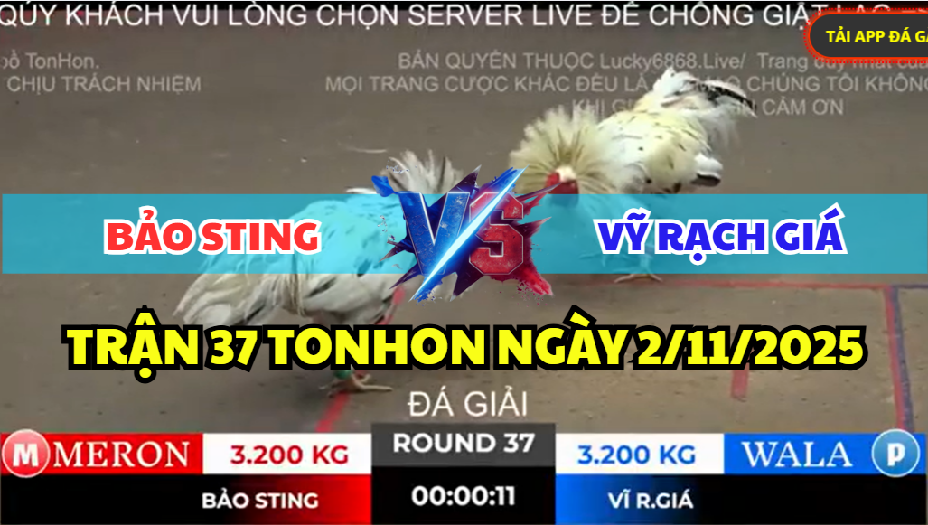 trận 37 bồ gà tonhon ngày 2/11/2025 hôm nay
