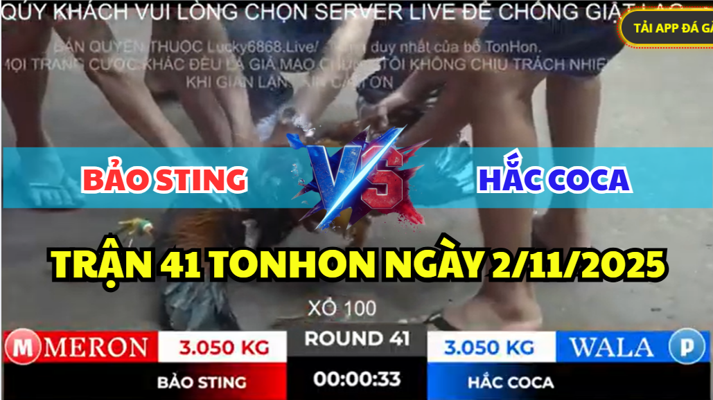 trận 41 tonhon ngày 2/11/2025 hôm nay