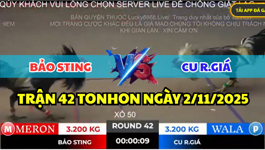 trận 42 bồ gà tonhon ngày 2/11/2025 hôm nay