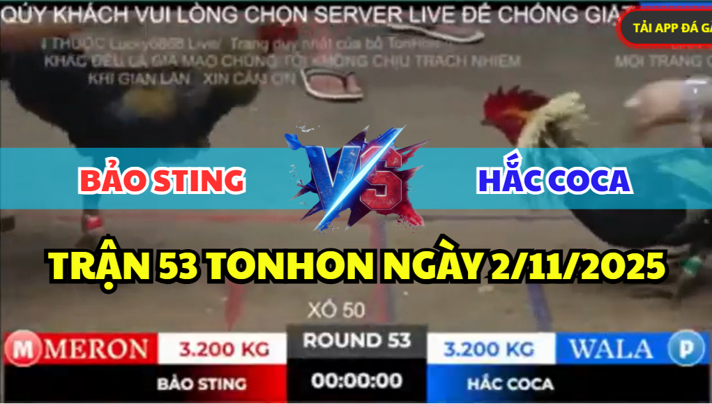 trận 53 bồ gà tonhon ngày 2/11/2025 hôm nay