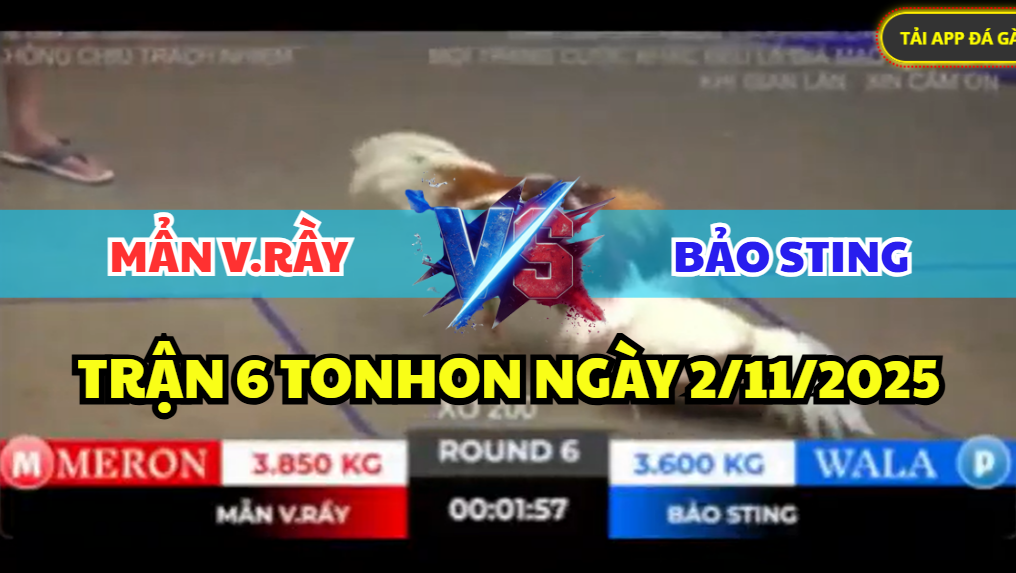 trận 6 tonhon ngày 2/11/2025 hôm nay